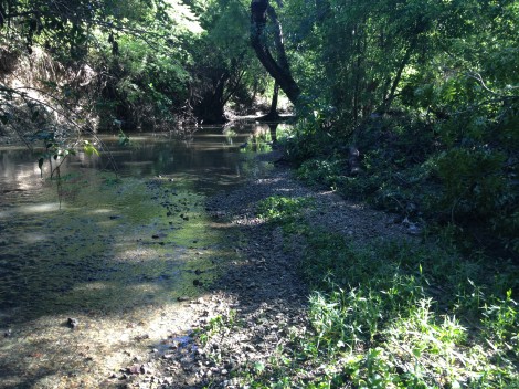 Brackenridge Park